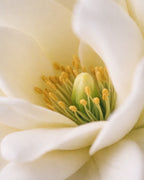 Presenza Bianca · VELA DE JASMIM. Aromática 100% Vegetal e Artesanal (200ml)